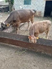 Сиыр бұзауымен,тайыншалар сатылады