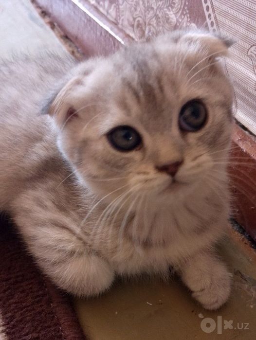 Котенки Скоттиш Фолд Шиншилла