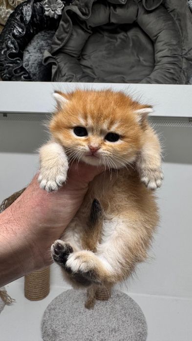 котята  БриТашКи.