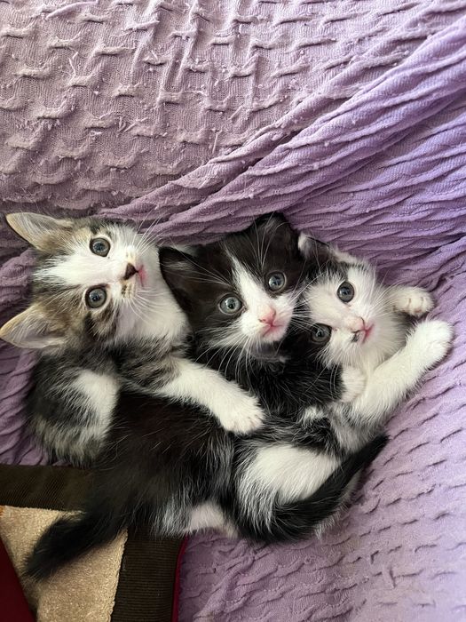 Марғаулар 2 айлық