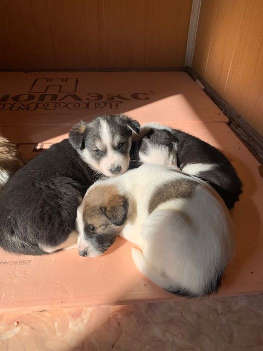 Отдам щенков БЕСПЛАТНО в добрые руки