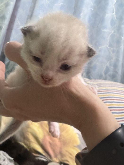 Котята сфинкс + сиамские