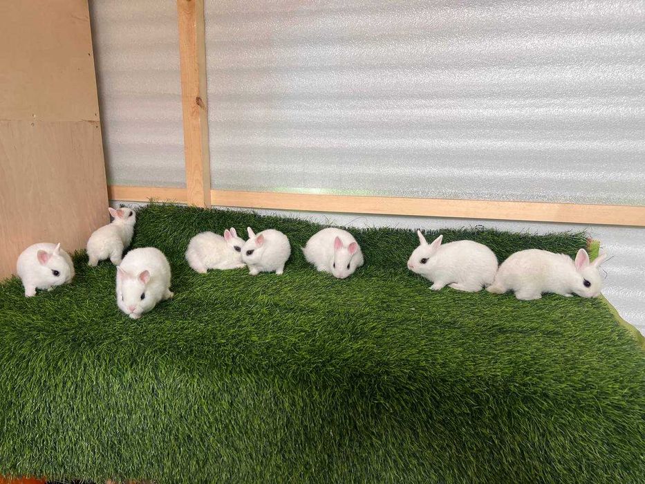 Карликовые кролики (карлик қуёнлар)