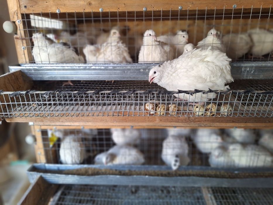 Бодене  Белый гигант