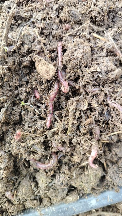 Дождевой черви для рыбалки