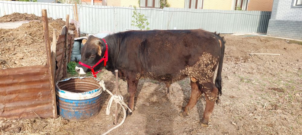 Алатауский бычок 11 месяц