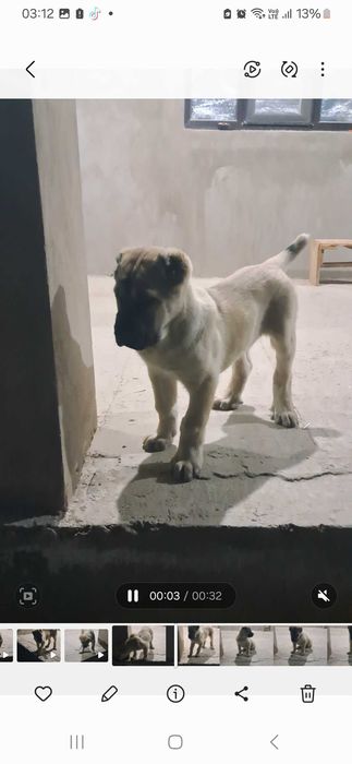 Алабай щенок САО кушык