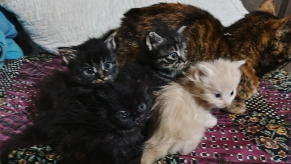 Котята  в добрые руки