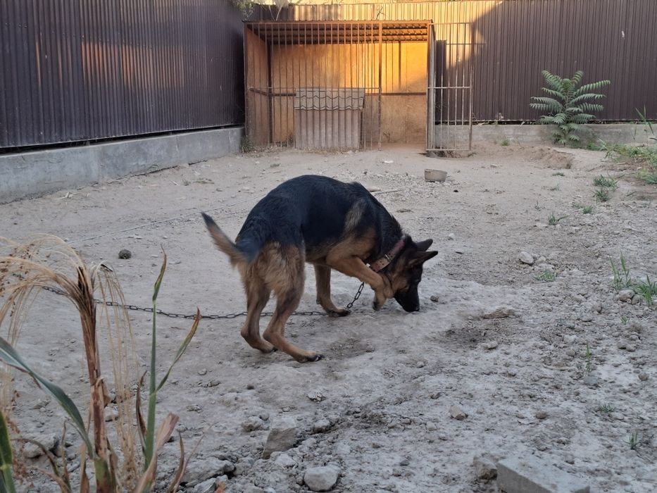 Немецкая овчарка