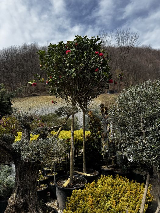 Plante ornamentale pentru curte gradina sau terasa