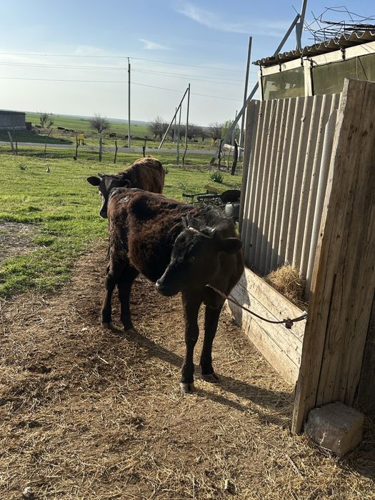 Бұзау сатылады Шымкент срочно