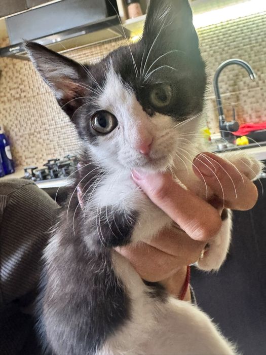 Pisicuta 2 luni pentru adoptie