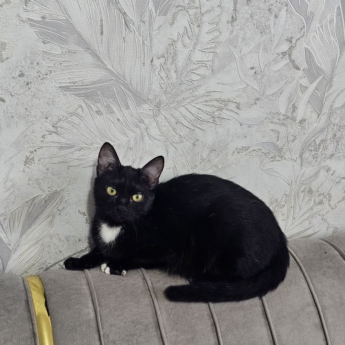 Отдам котенка в добрые руки мальчик и девочка