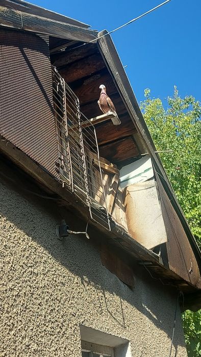 Голуби разные породы
