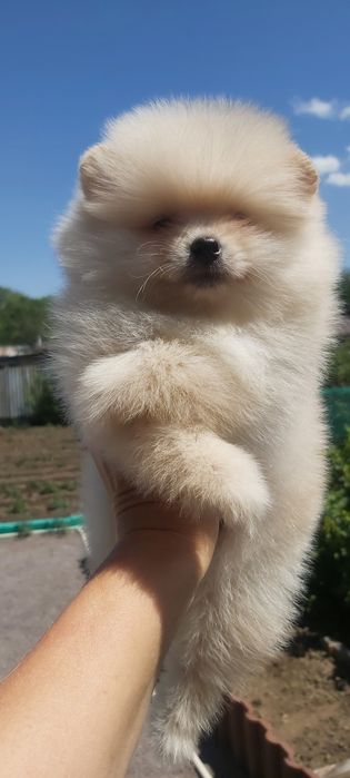 Шпицы кремовые готовы к переезду