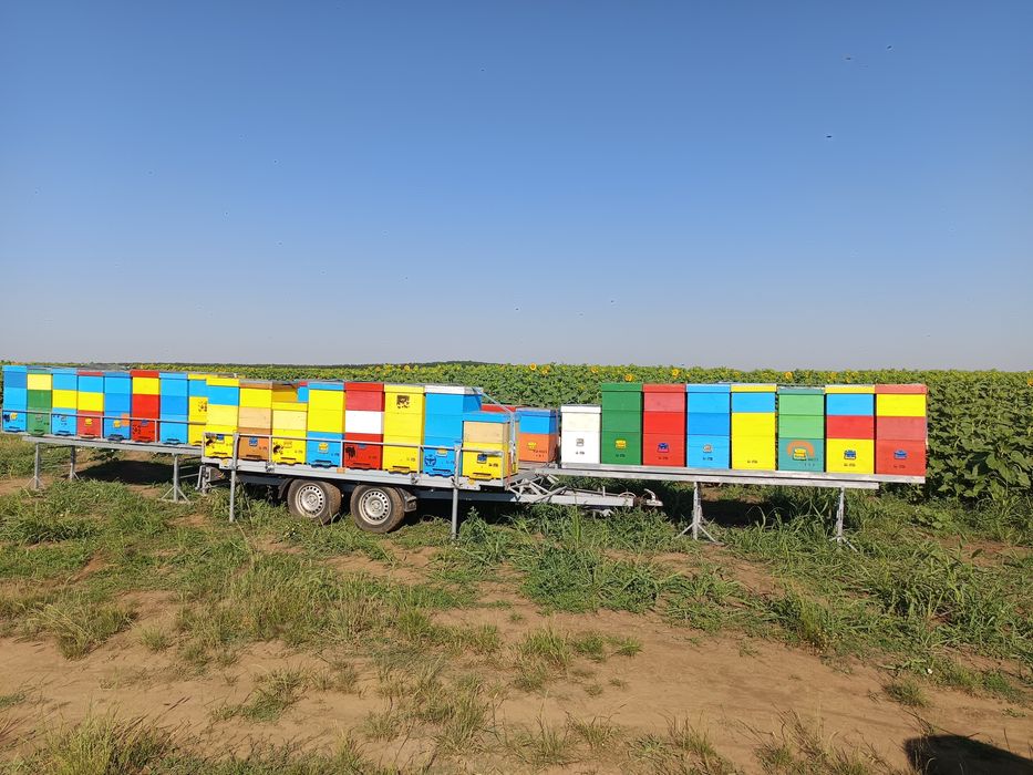 Vând remorcă apicolă