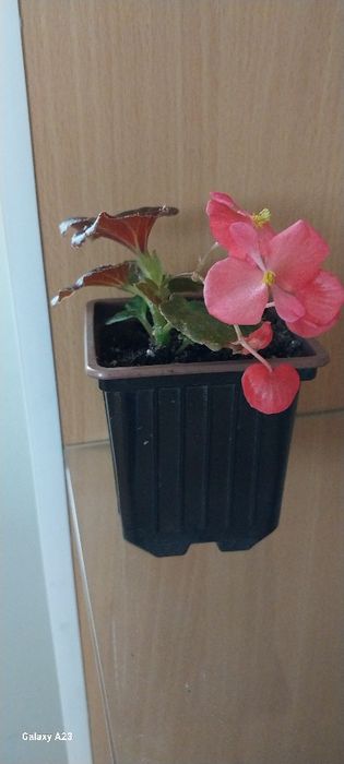 Продам  бегонию вечноцветущую