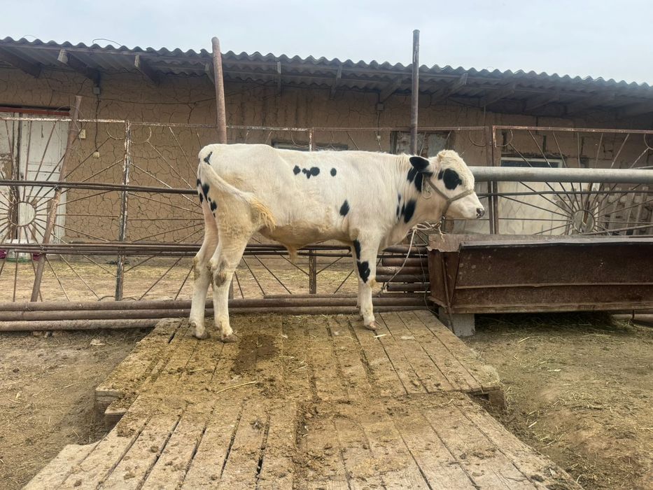 1жасар өгіз сатылады.