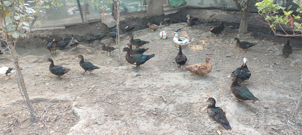 Индууткалар сотилади