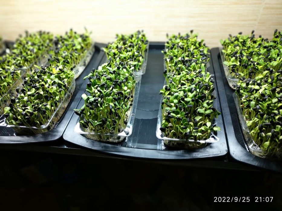 Продам Микрозелень