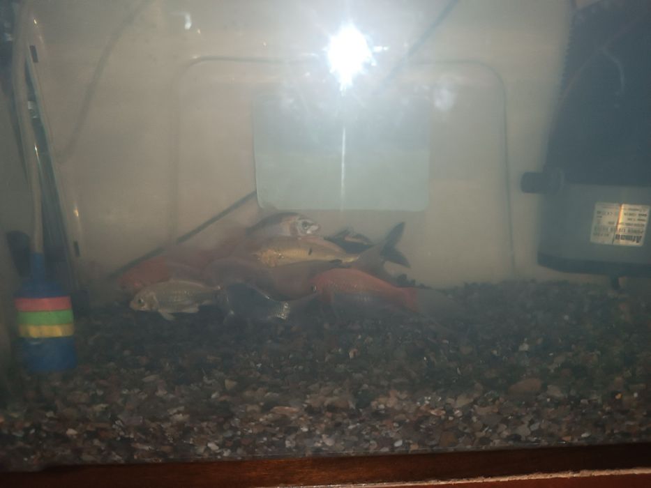 Продаются Коя карпы..