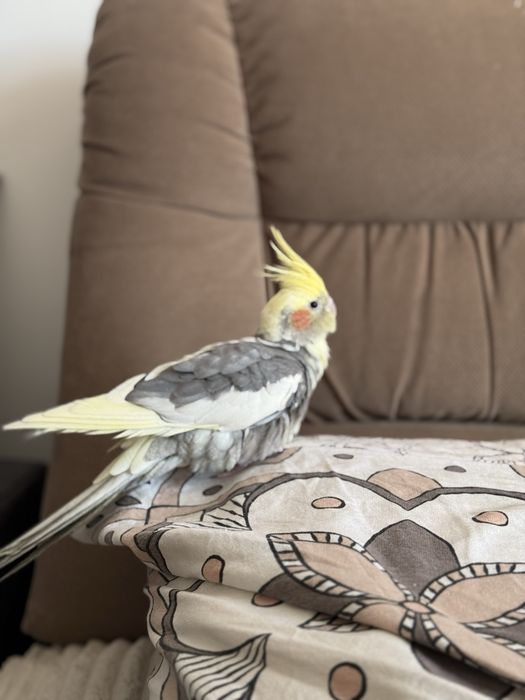 Попугай и клетка