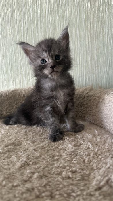 Питомник.. Котята... Мейн-Кун... Продажа