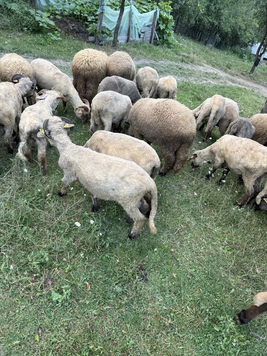 Miei de vânzare – fătați în primăvară