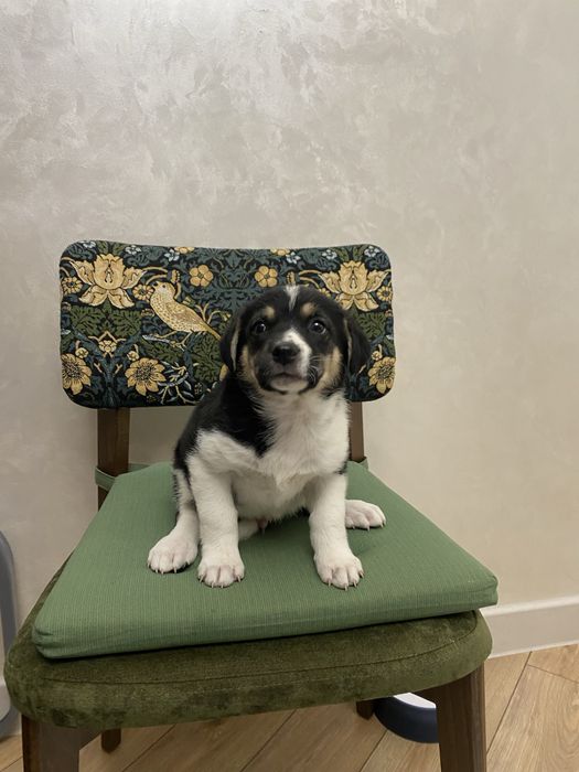 Щенки кобель помесь