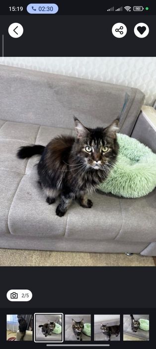 Продается кошка Мейн Кун