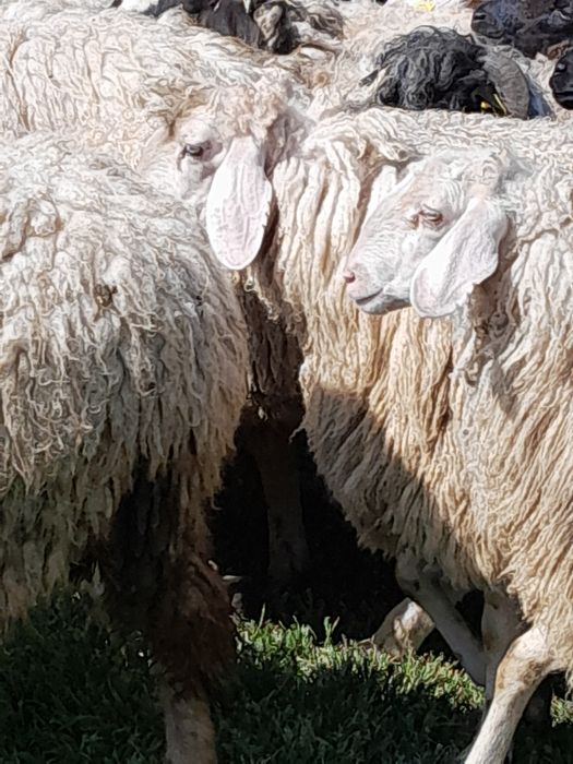 Vând oi bergamasc