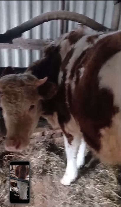 Продам тёлку симментальскую