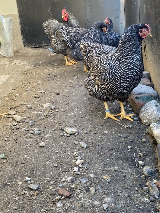Oua Plymouth Rock Barat
