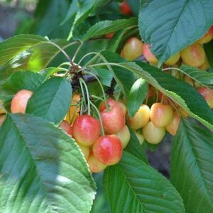 Cires Amar de Marculesti