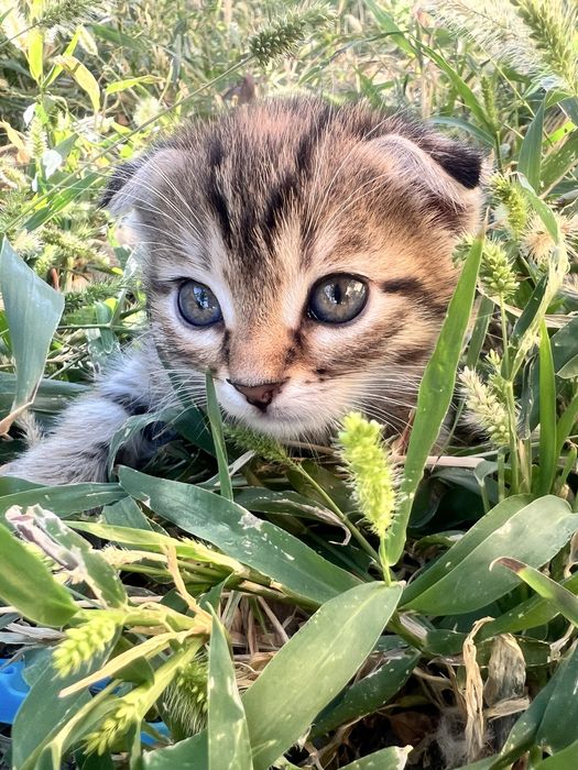Марғау, котенок девочка