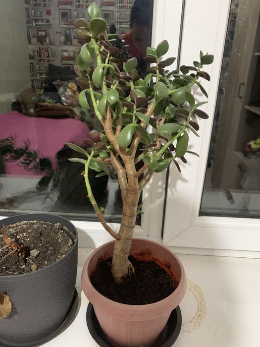 Цветы домашние алматы