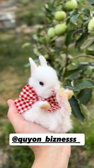 Quyon karlik mini lops