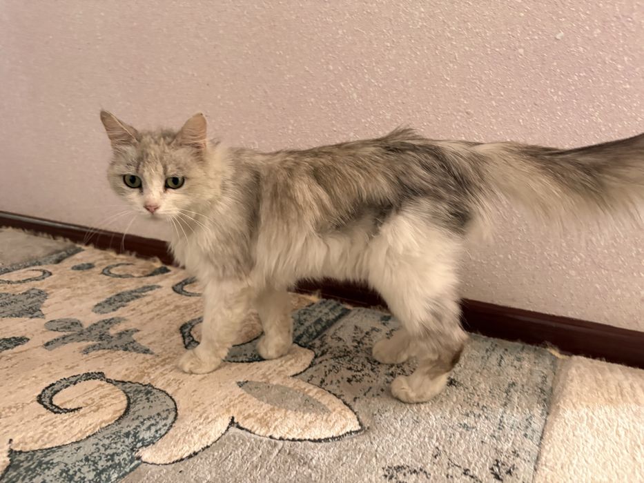 Кошка,мысык в хорошие руки