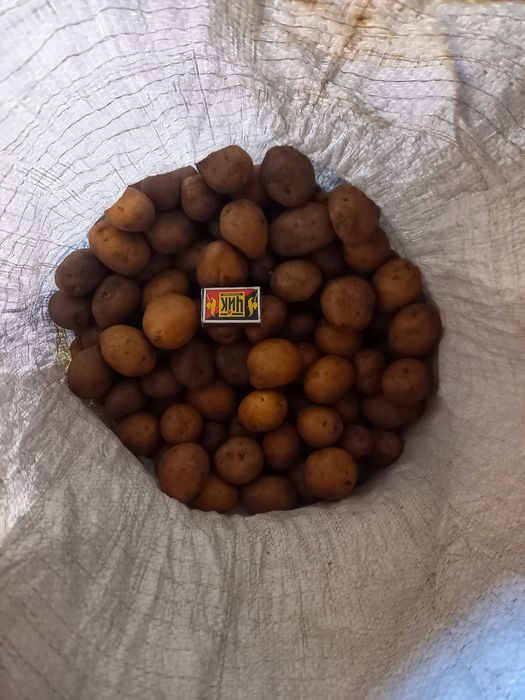 Картошка семейная