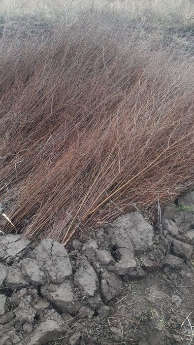 Саженцы вяз              .