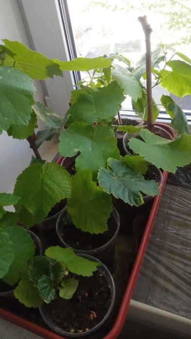 Виноград  садовый