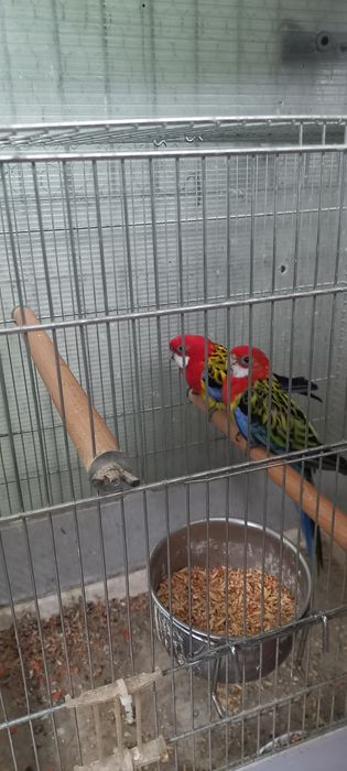 Papagali rosella, nimfe, peruși