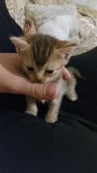 Отдам котенка в добрые руки