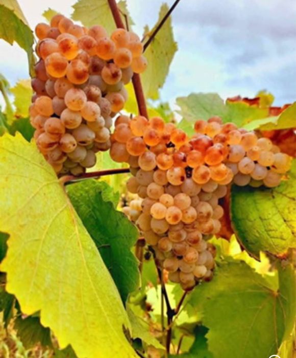 Vand struguri de vin