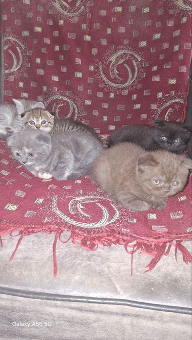 Котята шотландские веслоухие