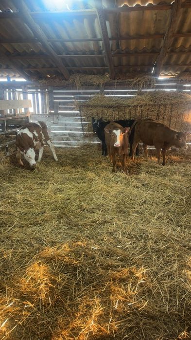 Vand 6 vitei intarcati