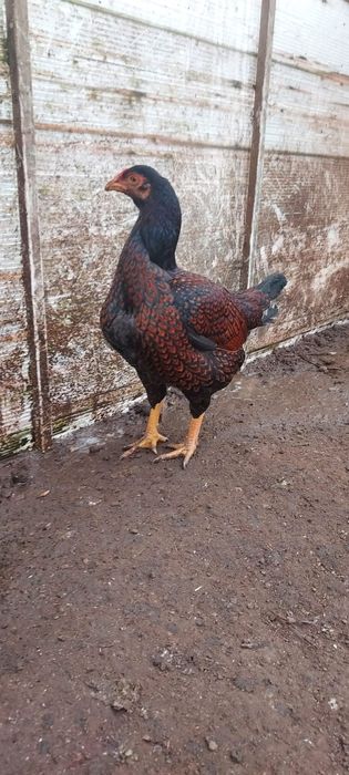 Vând ouă pt.incubat din rasa Uriași combatant