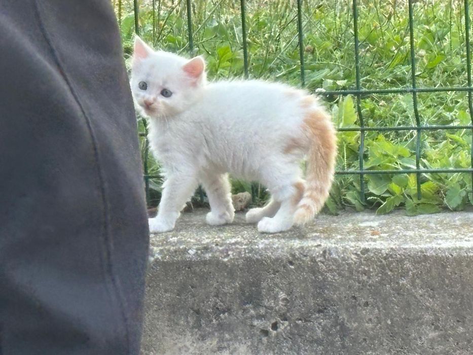Donez pisică împreună cu puiuții ei unei familii iubitoare