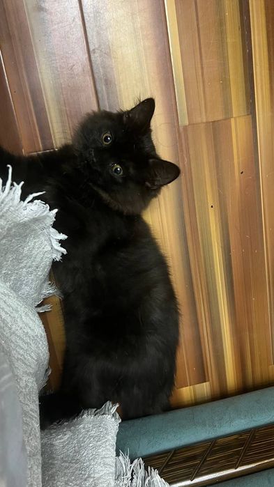 Чёрный котик ищет добрые руки!