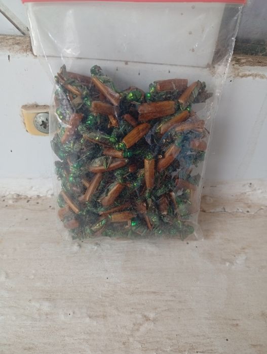 Алтын коныз. Майский жук.